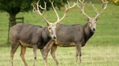 Оленя давида